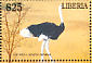 Somali Ostrich Struthio molybdophanes