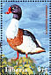 Common Shelduck Tadorna tadorna