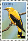 Eurasian Golden Oriole  Oriolus oriolus