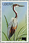 Goliath Heron Ardea goliath