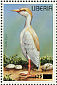 Western Cattle Egret Bubulcus ibis