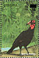 Southern Ground Hornbill Bucorvus leadbeateri