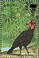 Southern Ground Hornbill  Bucorvus leadbeateri