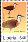 African Jacana Actophilornis africanus