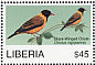 Black-winged Oriole Oriolus nigripennis