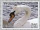 Mute Swan Cygnus olor