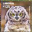 Spotted Eagle-Owl Bubo africanus