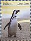 African Penguin Spheniscus demersus