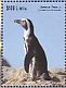 African Penguin Spheniscus demersus