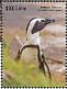 African Penguin Spheniscus demersus  2015 African Penguin Sheet