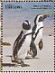 African Penguin Spheniscus demersus