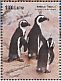 African Penguin Spheniscus demersus