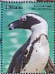 African Penguin Spheniscus demersus