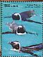 African Penguin Spheniscus demersus  2015 African Penguin Sheet