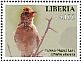 Rufous-naped Lark Mirafra africana