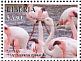 Greater Flamingo Phoenicopterus roseus