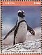 African Penguin Spheniscus demersus  2017 African penguins Sheet