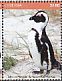 African Penguin Spheniscus demersus