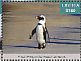 African Penguin Spheniscus demersus