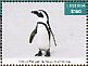 African Penguin Spheniscus demersus