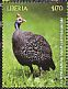 Helmeted Guineafowl Numida meleagris  2018 Guineafowl Sheet