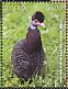 Eastern Crested Guineafowl Guttera pucherani  2018 Guineafowl Sheet