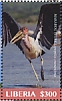 Marabou Stork Leptoptilos crumenifer