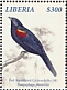 Red-shouldered Cuckooshrike Campephaga phoenicea  2019 Cuckooshrike Sheet