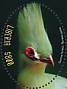 Guinea Turaco Tauraco persa  2019 Guinea Turaco  MS