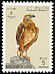 Long-legged Buzzard Buteo rufinus