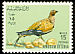 Black-bellied Sandgrouse Pterocles orientalis  1965 Birds 