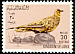 Spotted Sandgrouse Pterocles senegallus  1965 Birds 