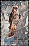 Barbary Falcon Falco pelegrinoides  1982 Birds 
