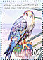 Lanner Falcon Falco biarmicus