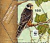 Eurasian Hobby  Falco subbuteo