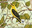 Eurasian Golden Oriole Oriolus oriolus