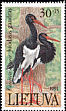 Black Stork Ciconia nigra