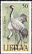 Common Crane Grus grus  1991 Storks and cranes 