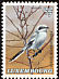 Great Grey Shrike Lanius excubitor