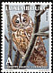 Tawny Owl Strix aluco  1999 Owls 