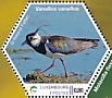 Northern Lapwing Vanellus vanellus