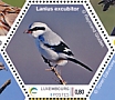 Great Grey Shrike Lanius excubitor