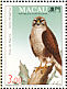 Peregrine Falcon Falco peregrinus