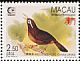 Chinese Hwamei Garrulax canorus