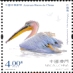 Dalmatian Pelican Pelecanus crispus