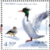 Scaly-sided Merganser Mergus squamatus  2025 Rare animals of China 
