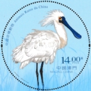 Black-faced Spoonbill Platalea minor