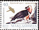 Bearded Vulture Gypaetus barbatus  1995 Birds 