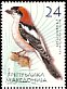 Woodchat Shrike Lanius senator  2004 Birds 