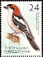 Woodchat Shrike Lanius senator